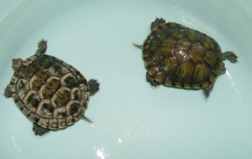 请问乌龟壳发白怎么回事？