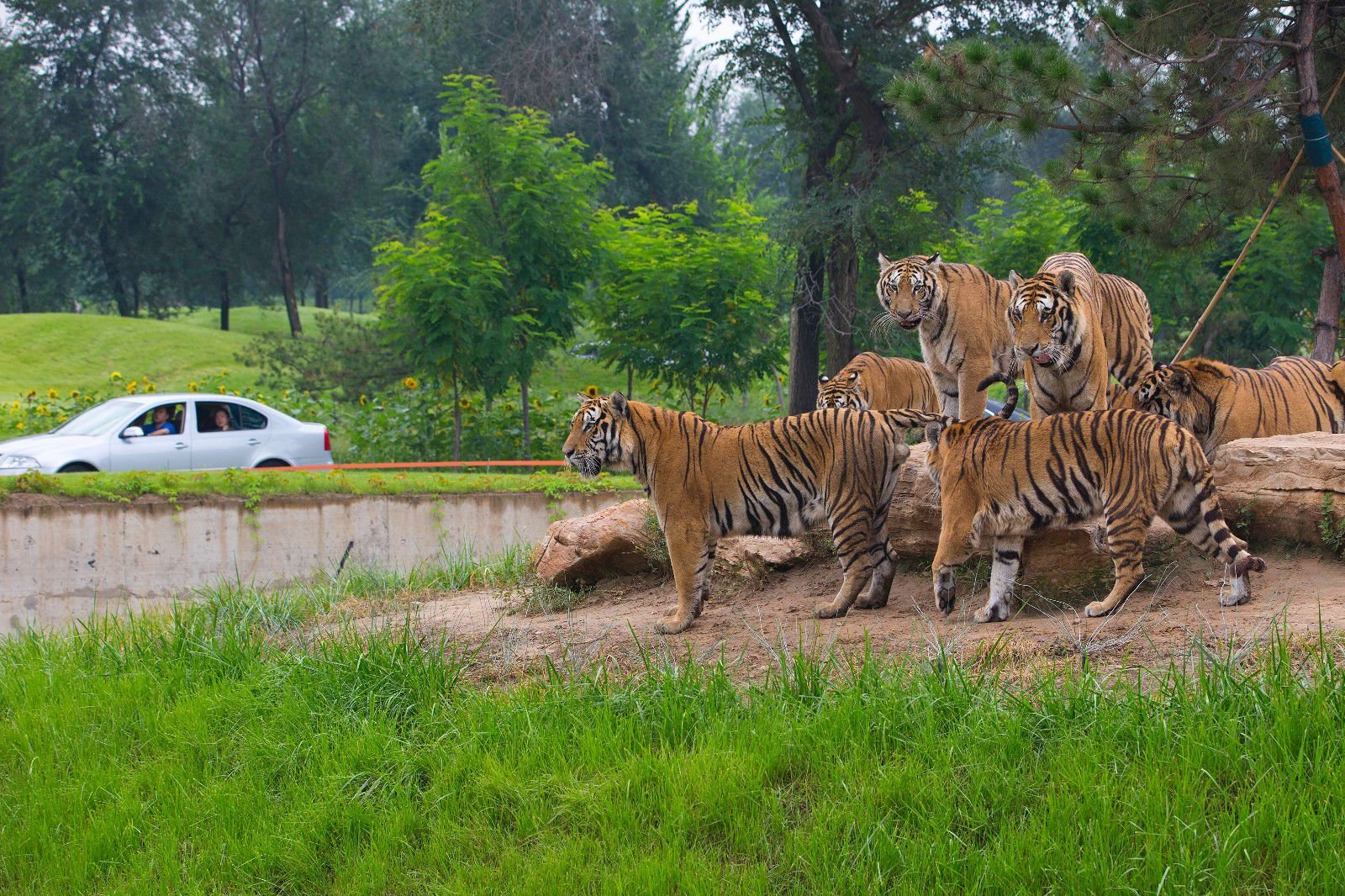 北京大兴野生动物园门票详情