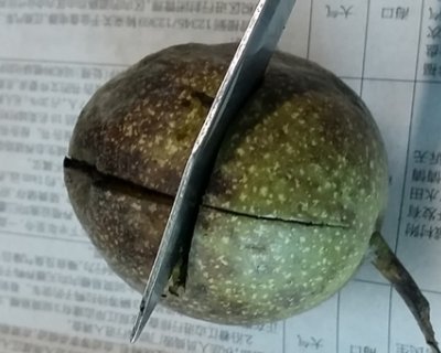 新鲜的绿皮核桃怎么去皮