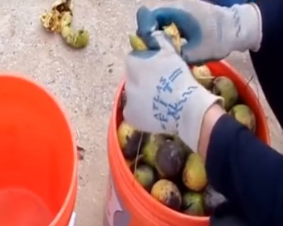 新鲜的绿皮核桃怎么去皮