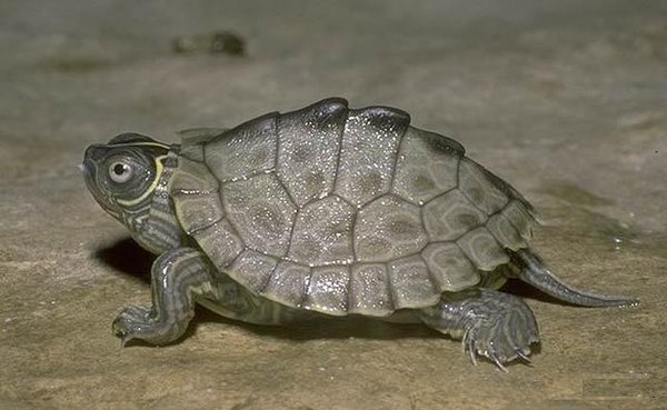密西西比地图龟应该怎么养？