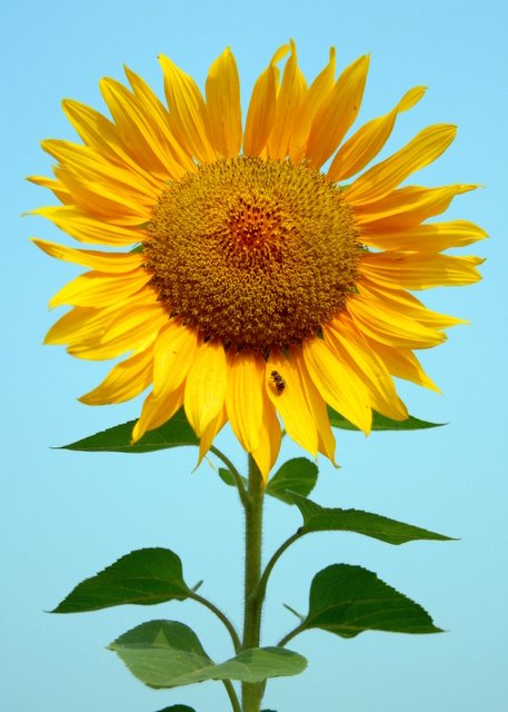 矮向日葵怎么种？？？要详细