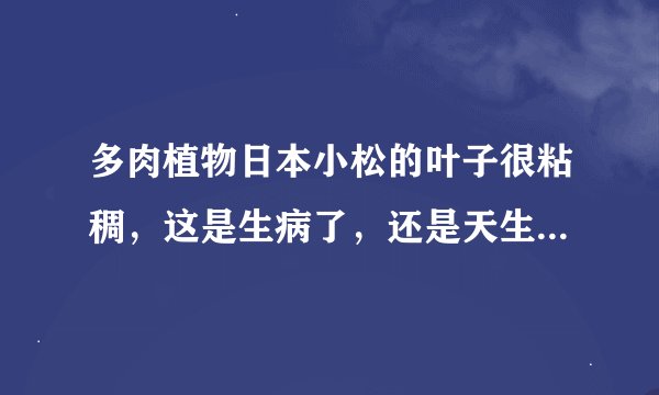 多肉植物日本小松的叶子很粘稠，这是生病了，还是天生就那样啊??