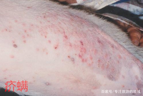 狗狗皮肤病用什么药？