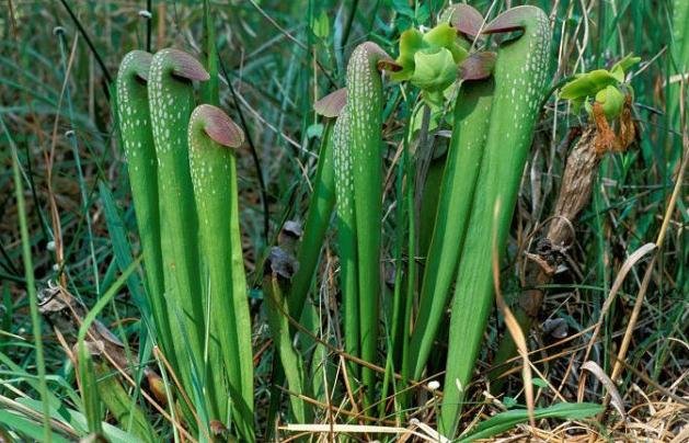 眼镜蛇瓶子草的介绍