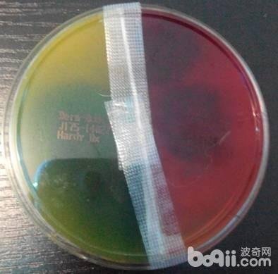 狗狗皮肤病怎么治？