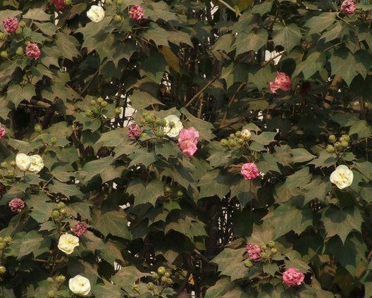 荷花 莲花 睡莲 芙蓉 木芙蓉有什么区别？