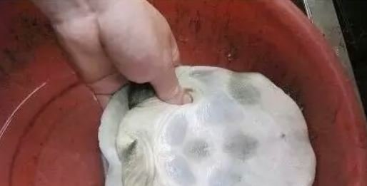 杀甲鱼(王八)正确杀法怎么杀，甲鱼怎么吃？