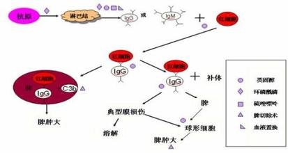 溶血性贫血的病因和发病机制