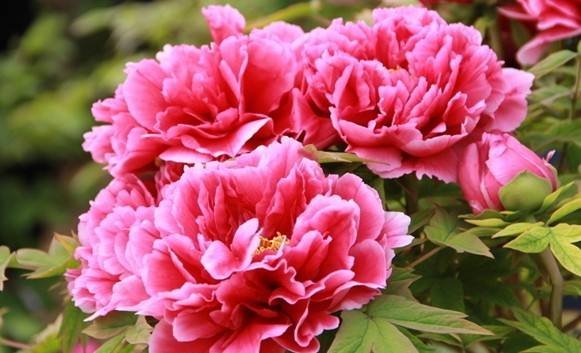 我国的国花是什么花?