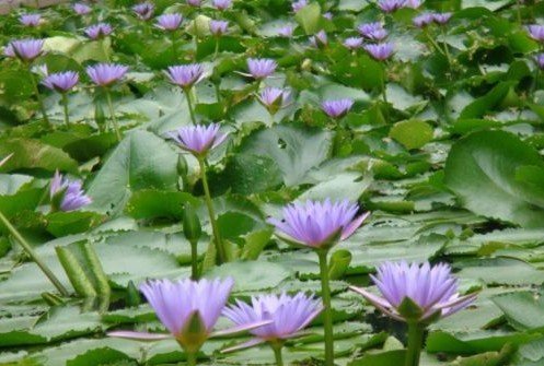 荷花 莲花 睡莲 芙蓉 木芙蓉有什么区别？