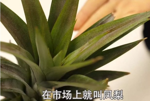 菠萝跟凤梨是一种水果吗