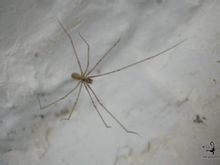 长腿蜘蛛叫什么啊？有知道的告诉下