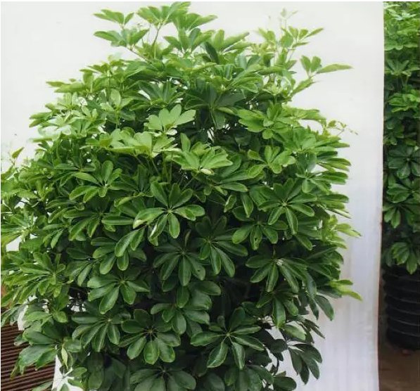 鸭掌木掉叶子怎么办？