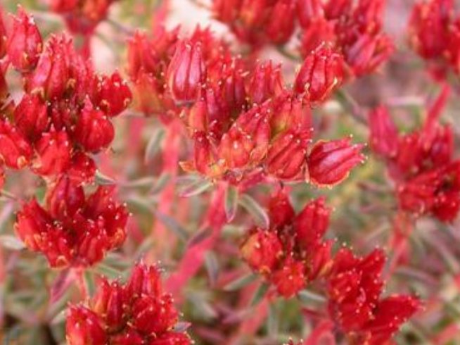 红景天泡水喝的功效