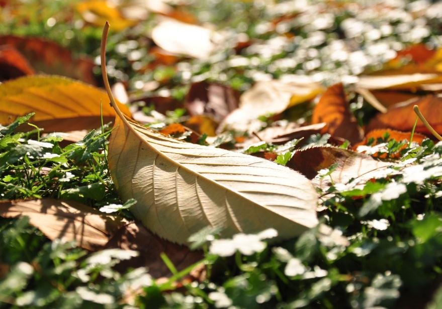 愿使岁月静好，现世安稳是什么意思