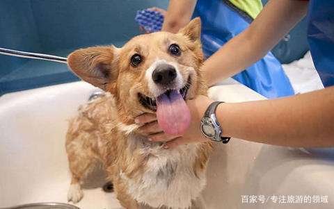 狗狗皮肤病用什么药？