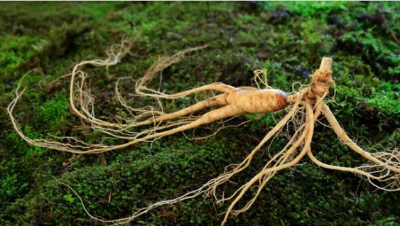 人参的种类有哪些？有图片吗？