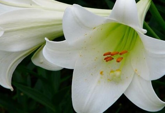 生津滋阴的食物有哪些？