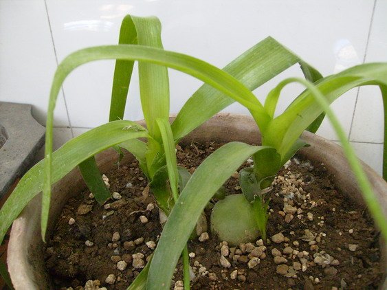 万年青有什么种类