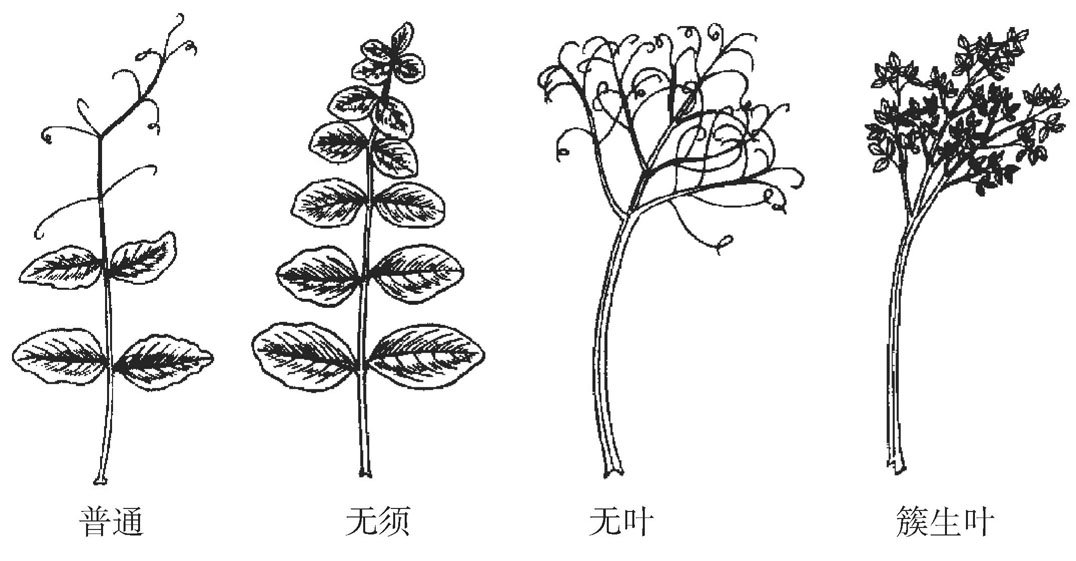 豆的种类有哪些？