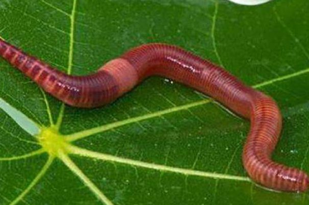 怎么养蚯蚓方法最简单