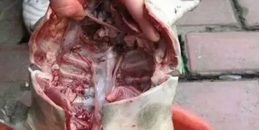 杀甲鱼(王八)正确杀法怎么杀，甲鱼怎么吃？