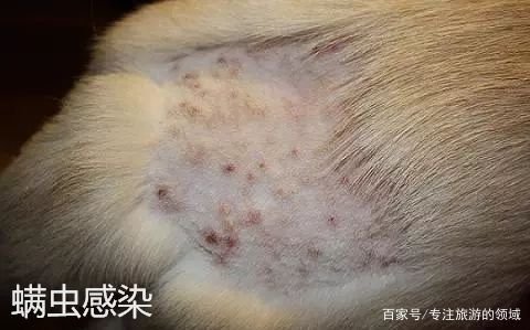 狗狗皮肤病用什么药？