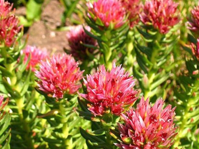 红景天泡水喝的功效