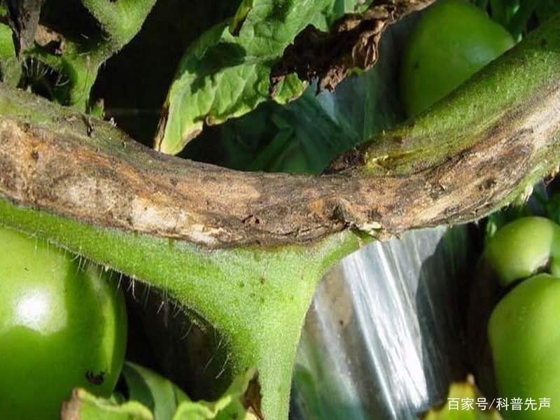 番茄溃疡病的发病症状都有哪些？该如何应对？