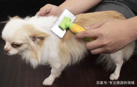 狗狗皮肤病用什么药？