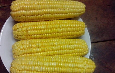 水煮玉米棒一般要煮多长时间？