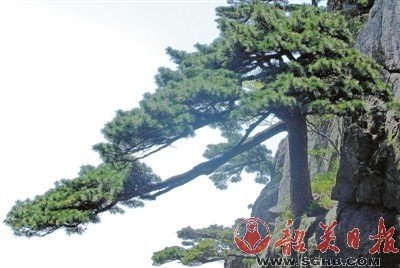 黄山松精神的介绍