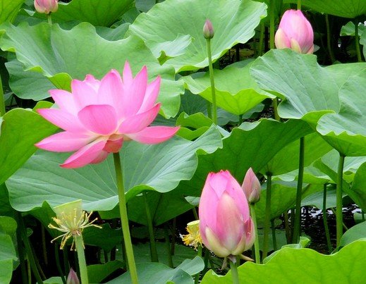 荷花 莲花 睡莲 芙蓉 木芙蓉有什么区别？