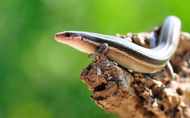 中华石龙子人食用有什么营养