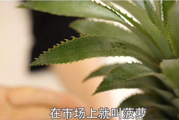 菠萝跟凤梨是一种水果吗