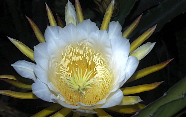 霸王花有什么功效