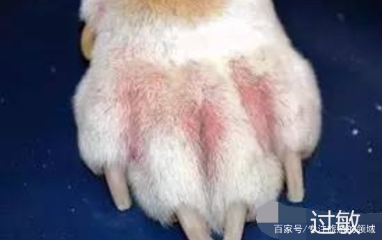 狗狗皮肤病用什么药？