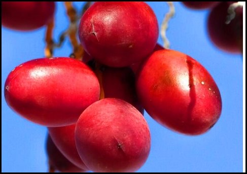 椰枣的功效与作用禁忌有哪些？