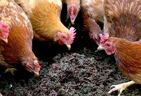 怎么养蚯蚓方法最简单