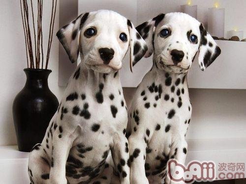 斑点狗大概多少钱？