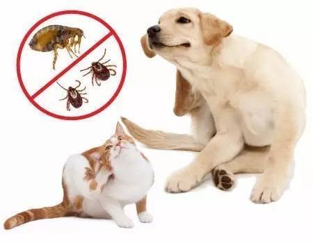 狗狗皮肤病用什么药？