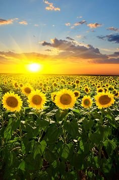 矮向日葵怎么种？？？要详细