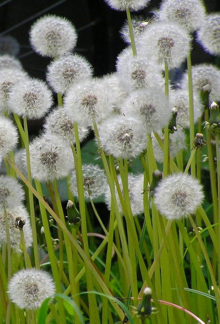 蒲公英图片是什么样子？