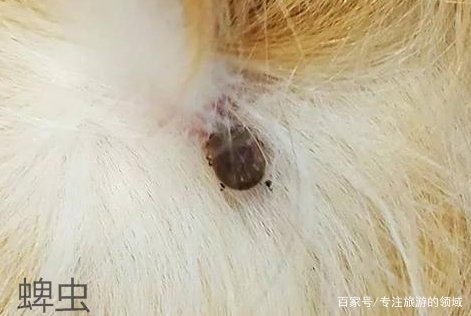 狗狗皮肤病用什么药？