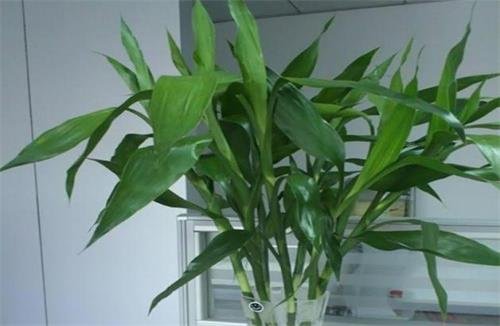富贵竹怎么养 富贵竹图片和作用