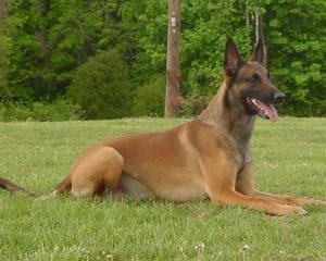 马犬和黑狼犬打架哪个厉害