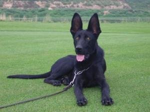 马犬和黑狼犬打架哪个厉害