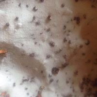 冬天怎样腌腊鱼？