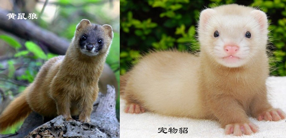 宠物貂跟黄鼠狼什么区别